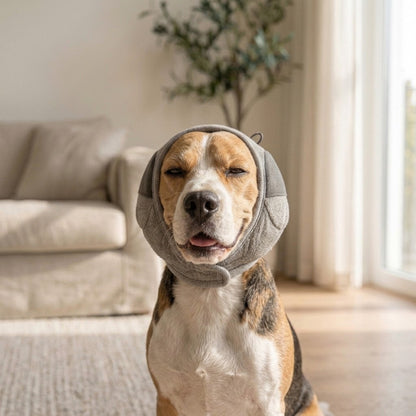 Orejeras calmantes anti-ruido Calmora puestas en un perro